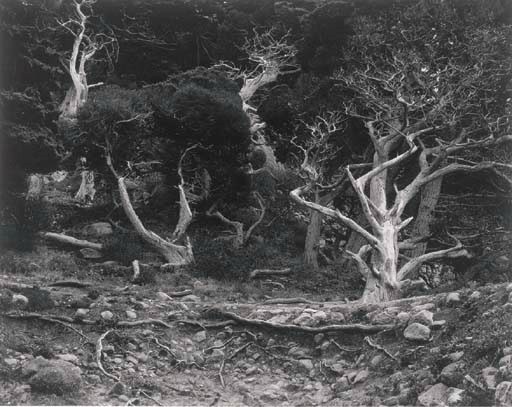 EDWARD WESTON