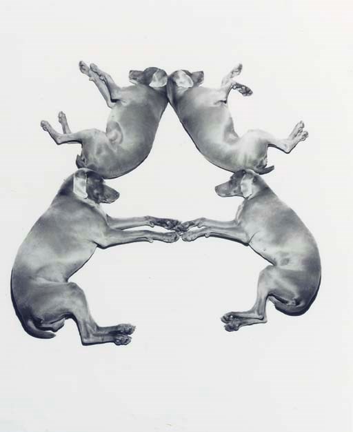 WILLIAM WEGMAN
