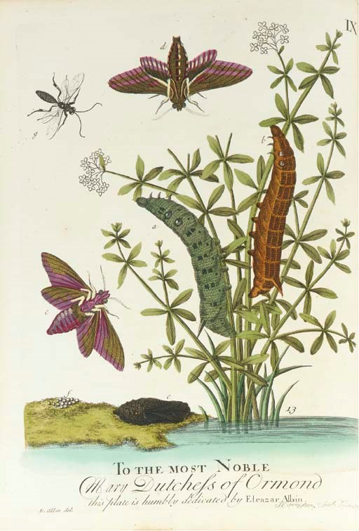 ALBIN, Eleazar (fl. 1713-59).  A Natural History of English Insects, London: William Innys, 1749. 4° (288 x 229mm). 100 hand-coloured engraved plates by Albin, H. Terasson, Hullet, and van Gucht after Albin. (Without W. Derham's Notes as usual, very light offsetting, plates with occasional unobtrusive light soiling, a few spots.) Contemporary calf (covers detached, worn). Provenance: James Miller and Margaret Hoste (old signatures on front free endpaper and title respectively). Fifth edition, first published in 1720. Freeman 45: "Derham's notes, 26 pp, were published separately with a cancel title leaf"; Nissen ZBI 58 describes this edition as the third edition.