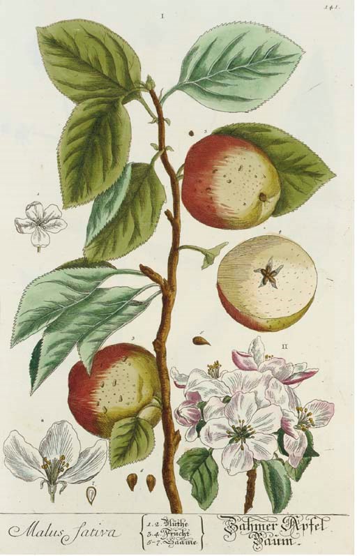 BLACKWELL, Elizabeth (?1700-1758). Herbarium Blackwellianum emendatum et auctum, Nuremberg: Christianus de Lavnoy (vols. 1-4), heirs of Christianus de Lavnoy (vol.5), Joannes Fleischman (vol. 6), [1750]-1773. 6 volumes, 2° (362 x 234mm). 6 hand-coloured frontispieces with lettering in gold, 605 hand-coloured plates, pastedowns and endpapers with hand-drawn red and blue geometric design (vol. 2 lacking 10 plates, neat tear to one plate and some marginal dampstaining in text, vol. 4, 5, 6 some spotting on margins of a few plates, a little browning in text). Contemporary mottled calf gilt, monogram JGC on front cover, coat of arms on back, morocco spine labels, mottled edges (vol. 1 and 4, a little chipped). Provenance: JGC (contemporary gilt monogram on front board, gilt coat of arms of four compartments with double-headed eagle and bear, crowned, on back board).