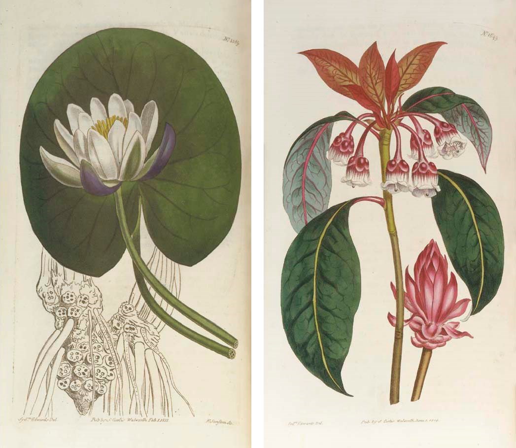 CURTIS, William.  The Botanical Magazine; or, Flower-Garden Displayed, London: various imprints, 1787-1979. 164 volumes in 140 (including a duplicate of volume 71 but lacking volumes 156, 157 & 159) and volumes 164 (fascicule IV) to 182 in 55 fascicules (lacking parts 1, 3 & 4 in volume 173, part 3 in volume 175, all of volume 176, parts 1 & 2 of volume 177 and all of volumes 179 & 180), index to volumes 1-20 (1805), index to volumes 1-107 (1883) and index to volumes 1-164 (and a duplicate, 1956), 8° (232 x 135mm. and larger). 2 engraved portraits and circa 10,000 plates including hand-coloured engravings, hand-coloured lithographs, chromolithographs and coloured plates. (Occasional spotting and offsetting.) Volumes 1-70 contemporary half calf (41-70 not uniform), volumes 71-164 original cloth, the remainder in wrappers (some early volumes rubbed). Provenance: Kathleen Alice Cuthbert (later Lady Rayleigh, bookplate).

Curtis's Botanical Magazine is the 'oldest current scientific periodical of its kind with coloured illustrations in the world ... In the beauty of production and high quality of its contributions it can claim a unique place', Patrick Synge, Journal of the Royal Horticultural Society, 1948, 73, pp.5-6. In 1984 it was incorporated into a new enlarged publication entitled The Kew Magazine. Henrey 473; Nissen BBI 2350; Stafleu TL2 1290. Sold as a periodical, not subject to return.	 (195)