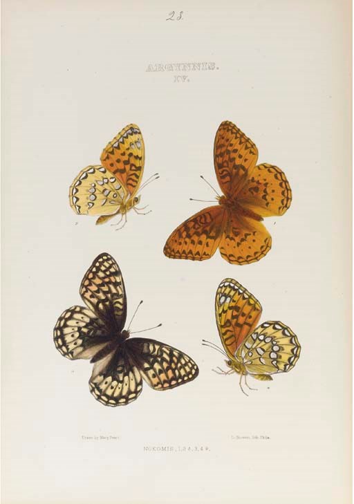 EDWARDS, William Henry (1822-1909).  The Butterflies of North America, New York, Cambridge and Boston: 1874-1884-1897. 3 volumes, 4° (288 x 228mm). 152 hand-coloured lithographic plates by and after Mary Peart, Edward A. Ketterer and others, many coloured by Lydia and Leslie Bowen, printed by Bowen & Co., T. Sinclair and others. (Vol. III with occasional light spotting, some light browning or marginal dampstaining, Debis Portlandia plate detached, vol. II with front free endpapers detached.) Volumes I and II uniformly bound in contemporary half black morocco gilt by G. Schmidt & Bro.s (booklabel), g.e., vol. III in red morocco gilt.