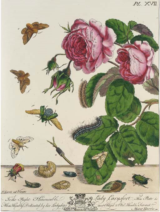 HARRIS, MOSES.  THE AURELIAN, OR NATURAL HISTORY OF ENGLISH MOTHS, AND BUTTERFLIES, LONDON: HENRY G. BOHN, 1840. 4° (367 X 266MM). ADDITIONAL HAND-COLOURED ENGRAVED TITLE, FRONTISPIECE AND 31 HAND-COLOURED PLATES ONLY (OF 44), ALL HEIGHTENED WITH GUM ARABIC, 8 OF THE MISSING PLATES APART AND FRAMED AND GLAZED. (4 PLATES LOOSE, OCCASIONAL VERY LIGHT SPOTTING.) CONTEMPORARY RED HARDGRAIN HALF MOROCCO, GILT SPINE (RUBBED AND SCUFFED). NISSEN BBI 1835.