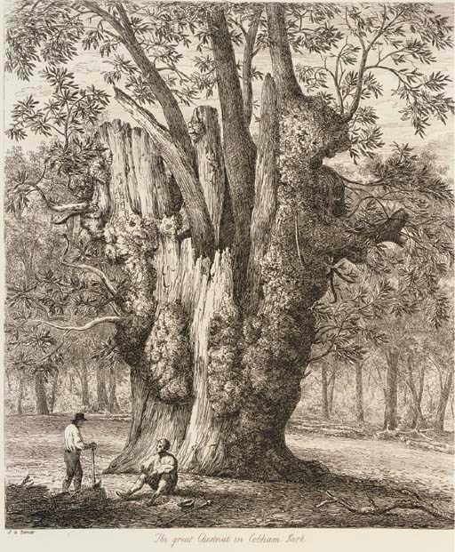 STRUTT, Jacob George.  Sylva Britannica: or, Portraits of Forest Trees, distinguished for their Antiquity, Magnitude, or Beauty. London: Henry G. Bohn, [1822]-26. 2° (565 x 381mm). Engraved frontispiece, dedication and 48 plates. (Lower margins and fore-margins of plates waterstained to a greater or lesser extent.) Contemporary red half morocco, plates uncut (foot of spine worn, other extremities rubbed or slightly worn). Provenance: Sir Alexander Kay Muir (bookplate). FIRST EDITION. Nissen BBI 1907.