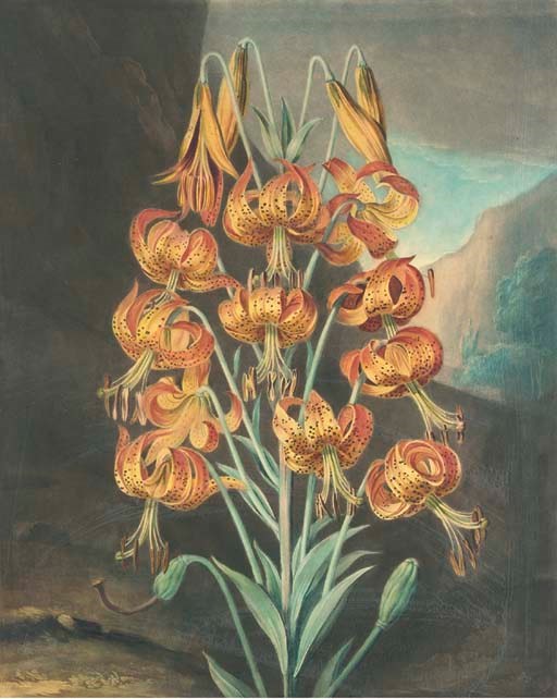 Dr Robert John Thornton, (circa 1768-1837), publisher