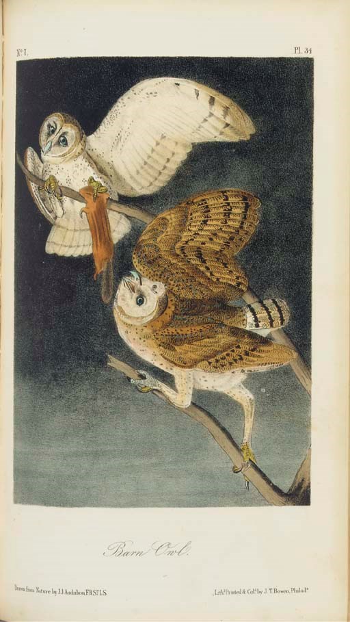 AUDUBON, John James (1785-1851). The Birds of America, From Drawings Made in the United States and Their Territories.  New York: V.G. Audubon, 1856 [-1857].