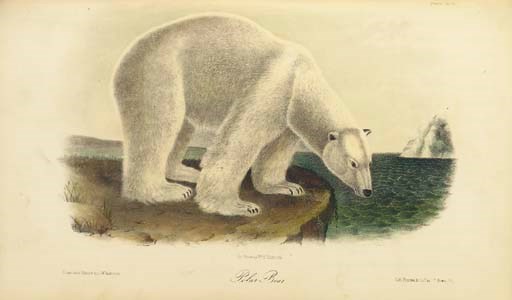 AUDUBON, John James and Rev. John BACHMAN. The Quadrupeds of North America.  New York: V.G. Audubon, 1854.