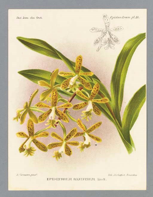 COGNIAUX, Célestin Alfred (1841-1916) & A. GOSSENS. Dictionaire Iconographique des Orchidies, Direction & rédaction par A. Cogniaux Dessins & aquarelles par A. Gossens. Brussels: 1896-1907.