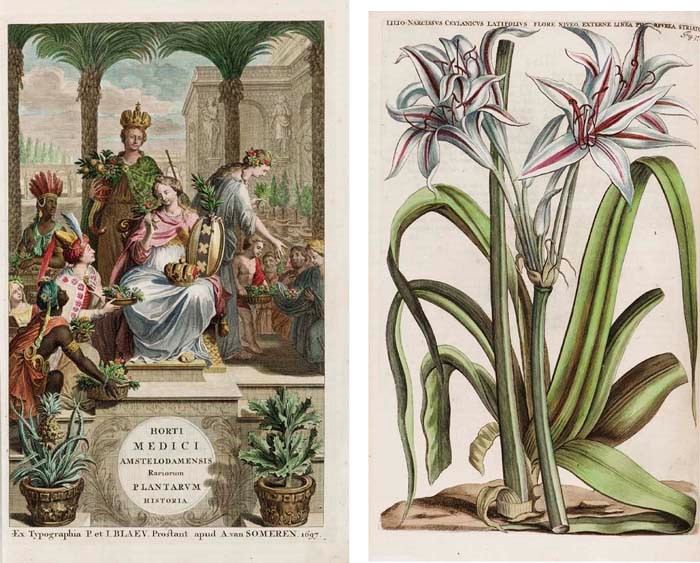 COMMELIN, Jan (1629-1692) and CASPAR (1668-1731). Horti Medici Amstelodamensis rariorum tam orientalis, quam Occidentalis Indiae, aliarumque peregrinarum Planaturm magno studio ... Beschryvinge en curieuse Afbeeldingen van rare vreemde Oos- West-Indische en andere gewassen. Amsterdam: R. & J. Blaeu, 1697-1701.