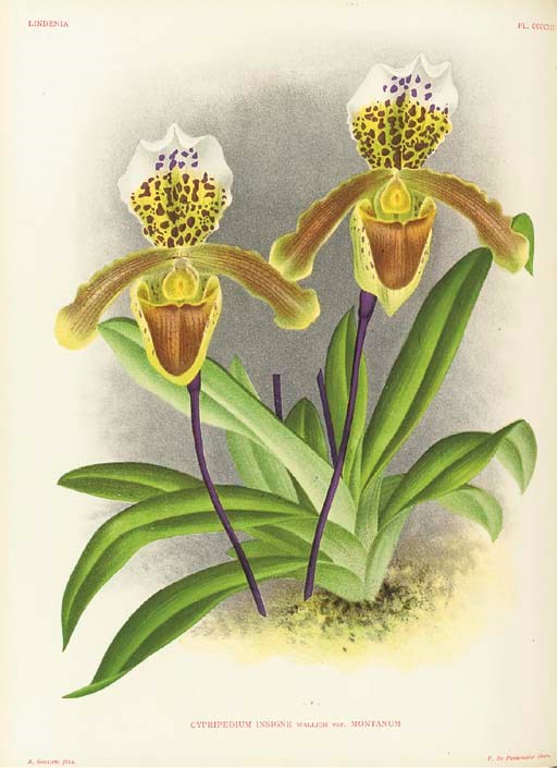 LINDEN, Jean-Jules (1817-1898). Lindenia. Iconographie des Orchidées. Directeur J. Linden. Rédacteurs en chef: Lucien Linden & Emile Rodigas avec la collaboration de spécialistes éminents. Ghent: F. Meyer-Van Loo (later E. Vanderhaegen), 1885-1901.