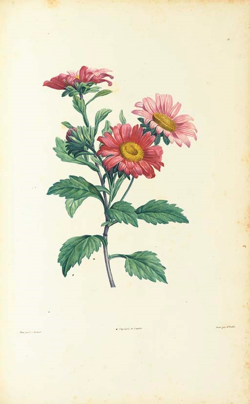 [REDOUTÉ, Pierre-Joseph (1759-1840), illustrator]. ROUSSEAU, Jean Jacques (1712-1778). La Botanique ... ornie de soixante-cinq planches, imprimis en couleurs d'après les peintures de P.J.Redouté. Paris: L.E. Herhan for Delachaussie et Garnery, 1805.