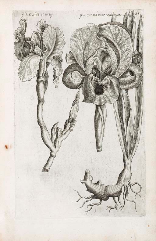 SWEERT, Emanuel (1552-1612). Florilegium. [Part I]: Frankfurt: A. Kempner, 1612; [Part II]: Frankfurt: E. Kempffer, 1612.