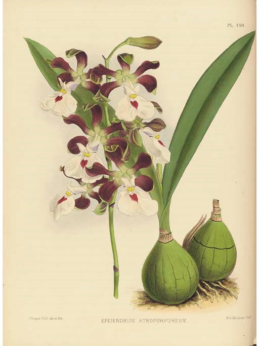 WARNER, Robert (1814-1896), Benjamin Samuel WILLIAMS (1822-1890) and Thomas MOORE (1821-1887). The Orchid Album, Comprising Coloured Figures and Descriptions of New, Rare, and Beautiful Orchidaceous Plants. London: Published by B.S. Williams, at the Victoria and Paradise Nurseries, 1882-1897.