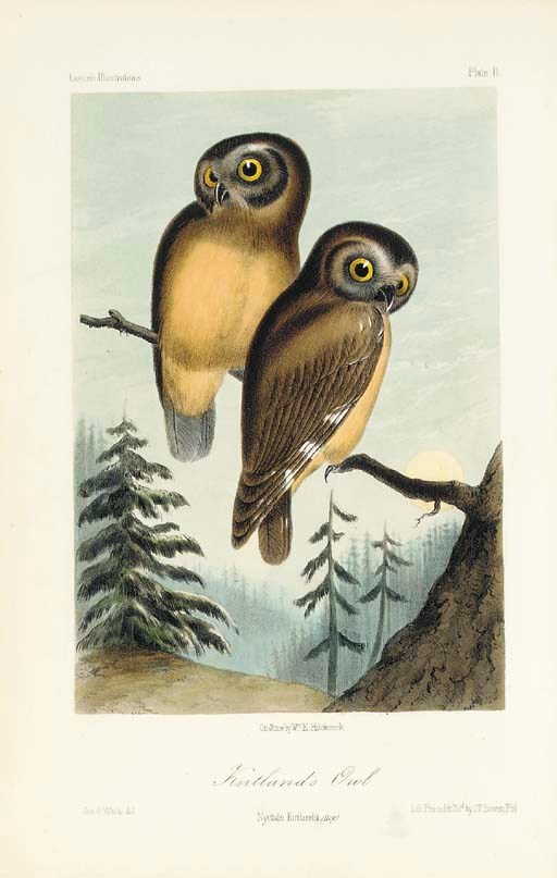 CASSIN, John (1813-69). Illustrations of the Birds of California, Texas, Oregon, British and Russian America. Intended to contain descriptions and figures of all North American Birds not given by former authors, and a general synopsis of North American Ornithology. Philadelphia: J.P. Lippincott & Co., 1862.