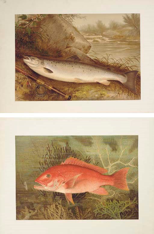 GOODE, George Brown. (1851-1896). Game Fishes of the United States. New York: Scribner's, 1879.