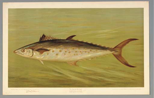 HARRIS, William Charles (1830-1905). The Fishes of North America. New York: The Fishes of North America Publishing Co., 1898.