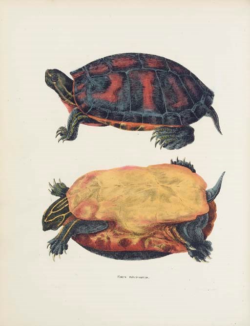 HOLBROOK, John Edwards  (1794-1871). North American Herpetology, or a Description of the Reptiles Inhabiting the United States. Philadelphia, London, [etc.]: E.G.Dorsey for J.Dobson [and others], 1842[-1843].