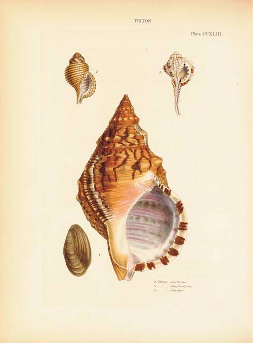 REEVE, Lovell Augustus (1814-65). Conchologia Systematica, or Complete System of Conchology. London: Longmans, 1841-1842.