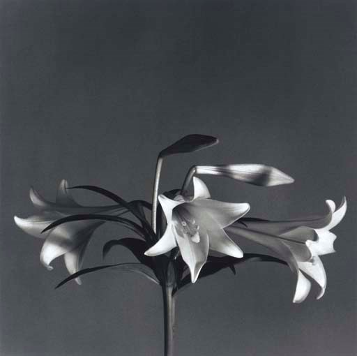 ROBERT MAPPLETHORPE (1946-1989)