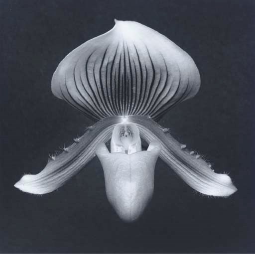 ROBERT MAPPLETHORPE (1946-1989)