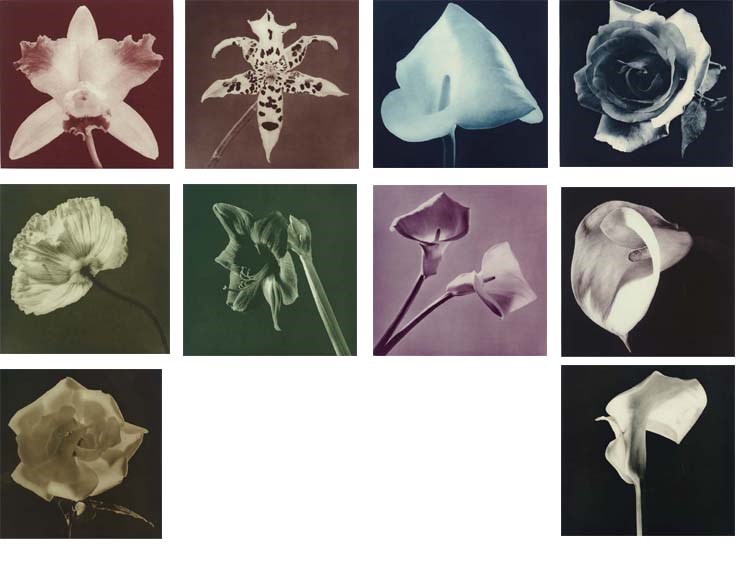 ROBERT MAPPLETHORPE (1946-1989)