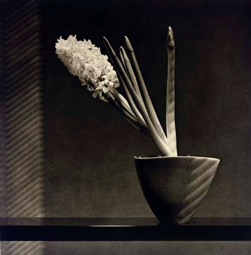 ROBERT MAPPLETHORPE (1946-1989)