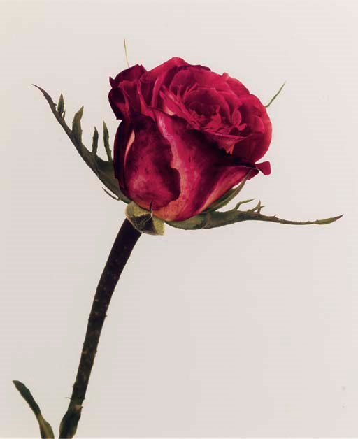 IRVING PENN (b. 1917)