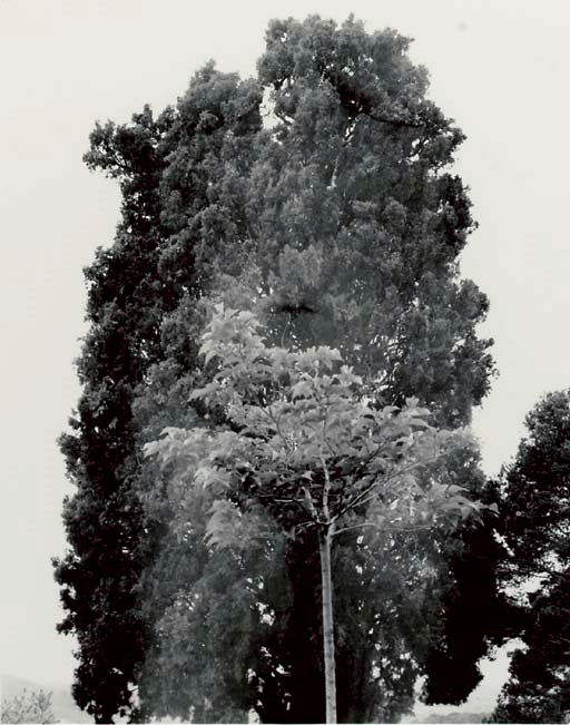 HARRY CALLAHAN (1912-1999)