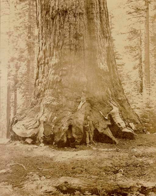 CARLETON WATKINS (1829-1916)
