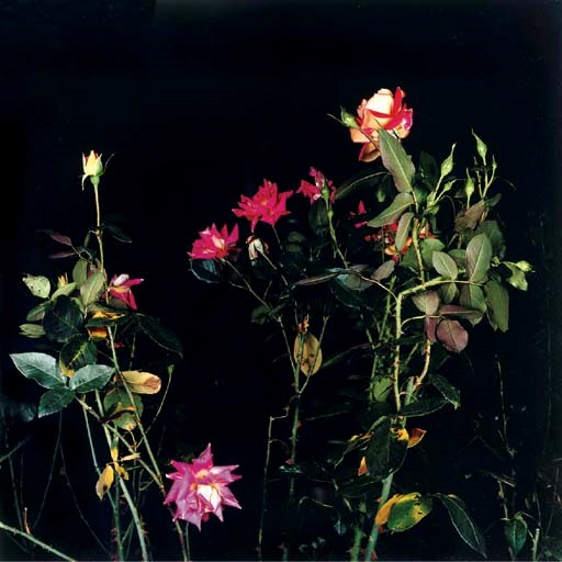 SARAH JONES (b. 1959)