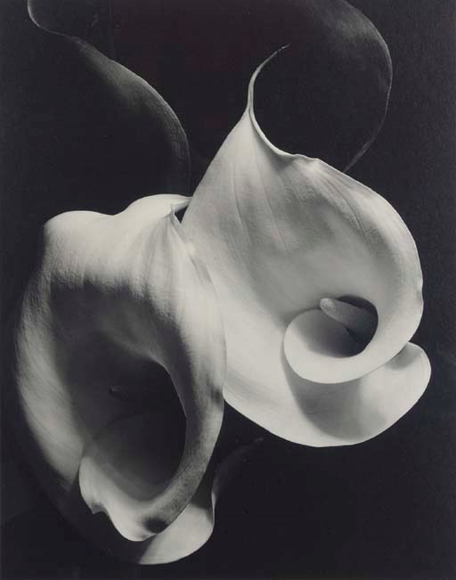 IMOGEN CUNNINGHAM (1883-1976)