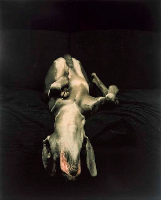 WILLIAM WEGMAN (b. 1943)