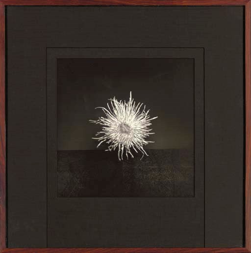 ROBERT MAPPLETHORPE (1946-1989)