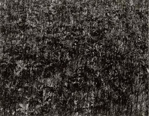 HARRY CALLAHAN (1912-1999)