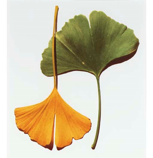 IRVING PENN (b. 1917)