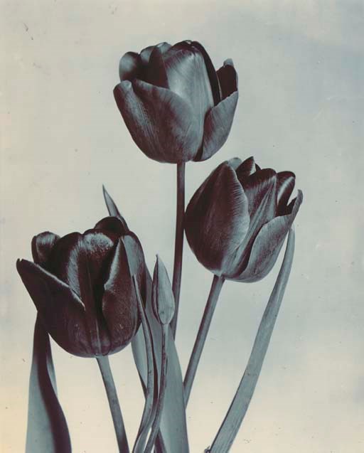 CHARLES JONES (1866-1959)