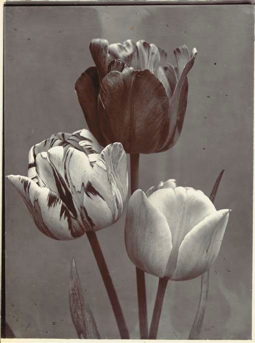 CHARLES JONES (1866-1959)