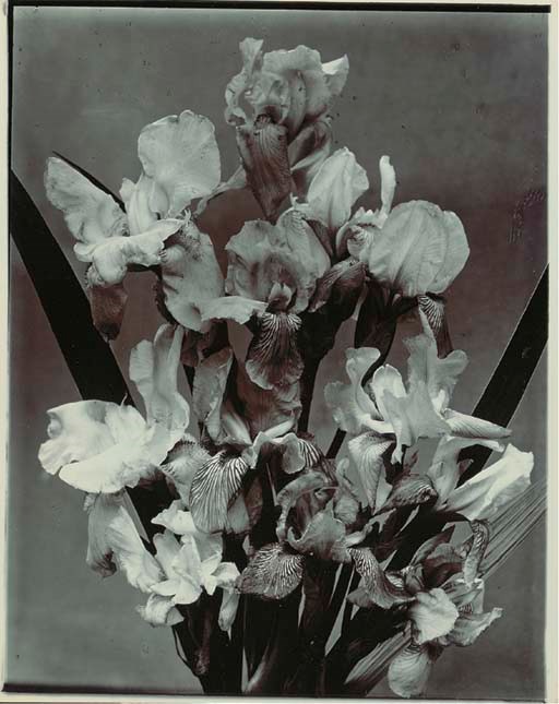CHARLES JONES (1866-1959)