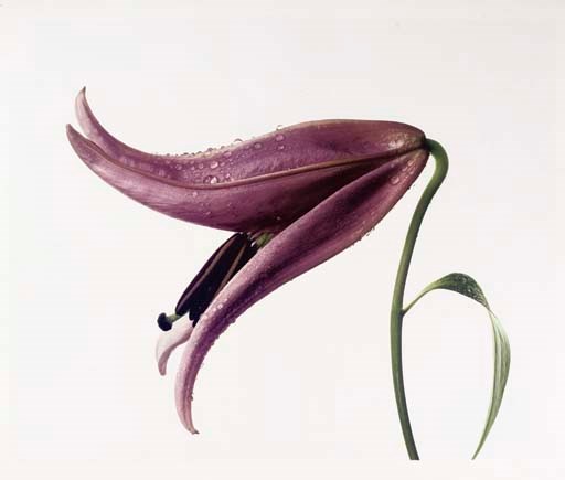 IRVING PENN