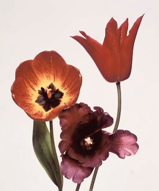 IRVING PENN