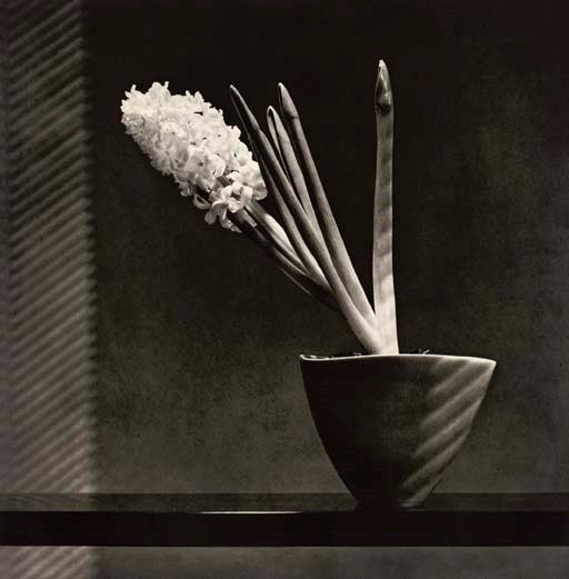 ROBERT MAPPLETHORPE