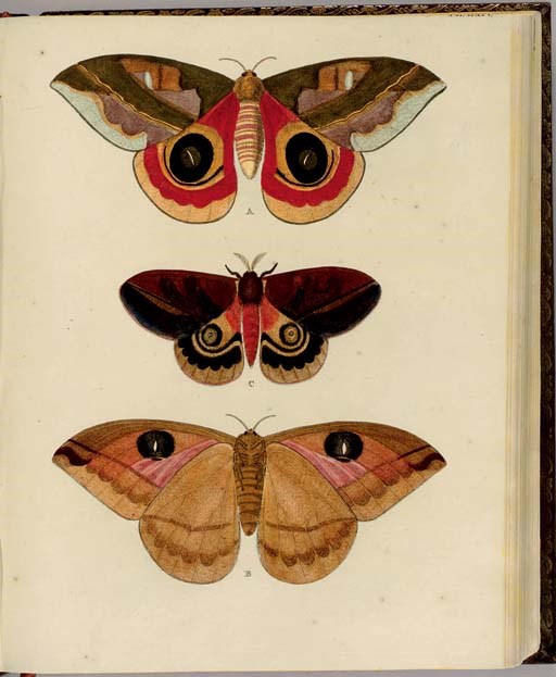 CRAMER, Pieter (d.1780) and Caspar STOLL (d.1795). De uitlandsche Kapellen voorkomende in de drie Waereld-Deelen... Papillons exotiques des trois parties du monde l'Asie, l'Afrique et l'Amerique. Amsterdam and Utrecht: S.J. Baalde & Barthelemy Wild, [1775]-1779 [Supplement: Amsterdam: Nicolaas Gravius, [1787]-1791].