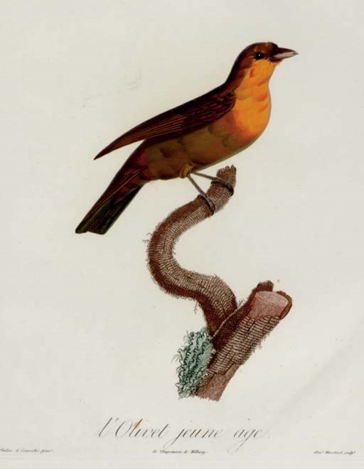 DESMAREST, Anselme Gaëtan (1784-1838). Histoire naturelle des tangaras, des manakins et des todiers. Paris: Garnery & Delachaussie, an XIII 1805[-1807].