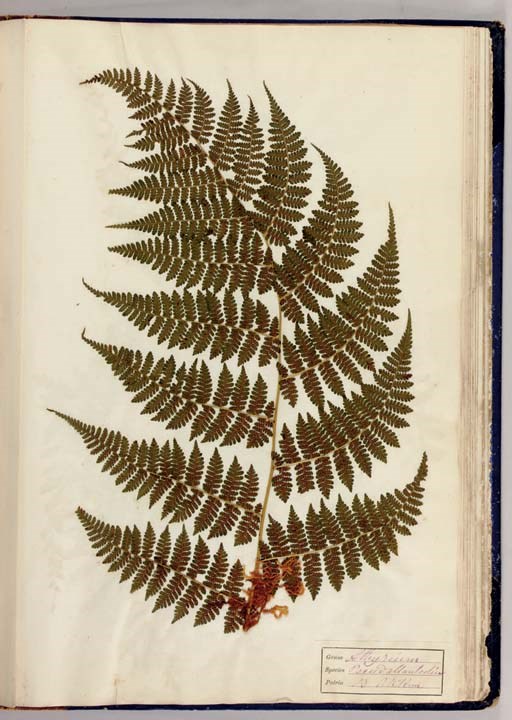 [FERNS]. Darjeeling Ferns. Mounted by Mrs P. Jaffrey. Darjeeling, 1882.