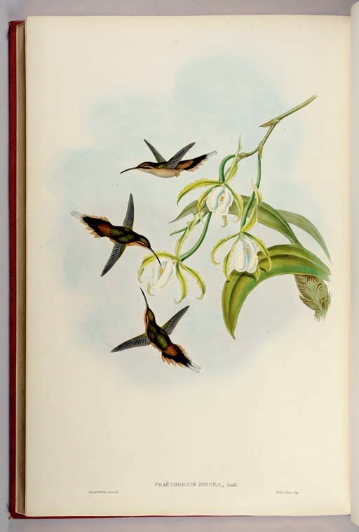 GOULD, John (1804-1881). A Monograph of the Trochilidae or Family of Humming-Birds. London: Taylor and Francis for the Author, [1849]-1861.