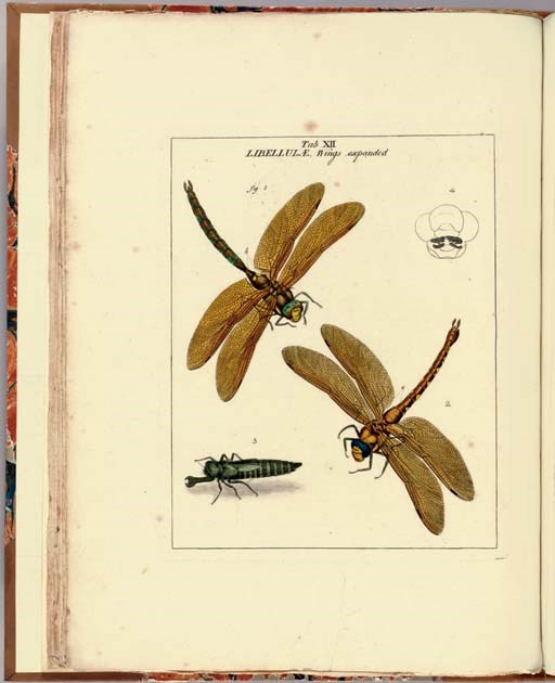 HARRIS, Moses (1731-1785). An Exposition of English Insects, including the several Classes of Neuroptera, Hymenoptera, Diptera, or Bees, Flies and Libellulae. London: White and Robson, 1782.