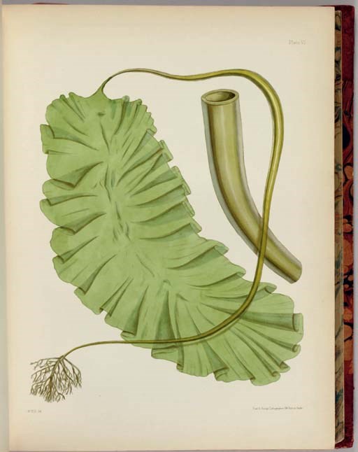 HARVEY, William Henry (1811-1866). Nereis Boreali-Americana, or contributions towards a history of the marine algae of the Atlantic and Pacific coasts of North America. Washington: Smithsonian Institution, 1851-58.