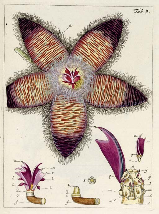 JACQUIN, Nicolaus Joseph von (1727-1817). Miscellanea Austriaca ad botanicam, chemiam, et historiam naturalem spectantia, cum figuris partim coloratis.  Vienna: ex officina Krausiana, typis J. Gerold (vol.I), M.A. Schmidt (vol.II), 1778-1781.