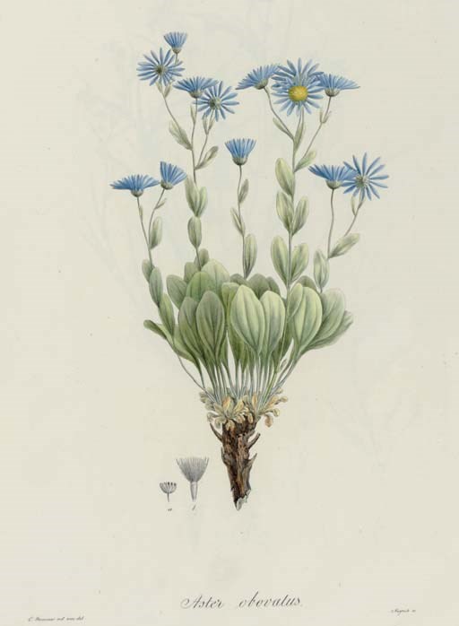 LEDEBOUR, Carl Friedrich (1785-1851). Icones plantarum novarum vel imperfecte cognitarum floram rossicam, imprimis altaicam, illustrantes. Riga: Deubner; London, Paris and Brussels: Treuttel and Würtz; Brussels: Librairie de Paris, 1829-1835.