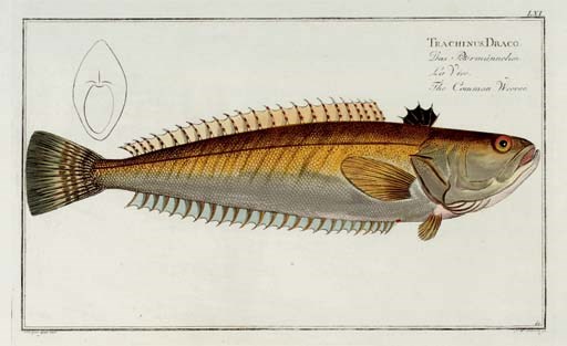 [NATURAL HISTORY PRINTS]. BLOCH, Marcus Elieser (1723-1799). A fine collection of approximately 79 hand-colored engraved plates from Bloch's Ichthyologie (Berlin, ca 1790), by Schmidt, Krüger, Hennig, and Bedenehr after Bloch, each approximately 285 x 468 mm. A very fine series from one of the finest works on fish.